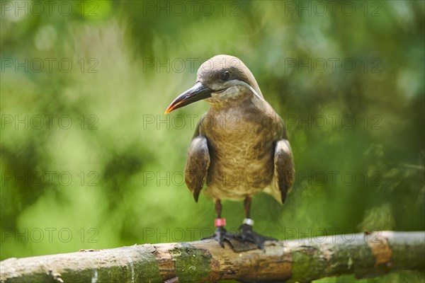 Inca tern