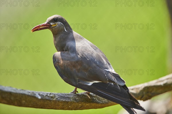 Inca tern