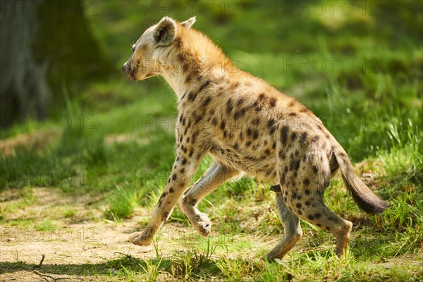 Spotted hyena