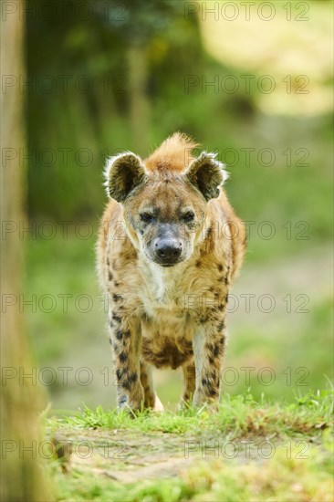 Spotted hyena