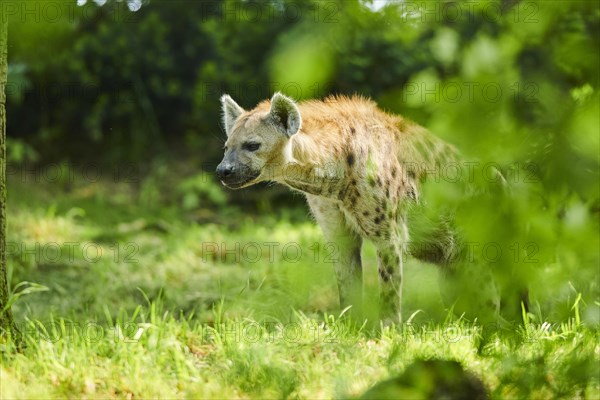 Spotted hyena