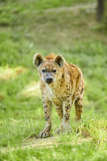 Spotted hyena