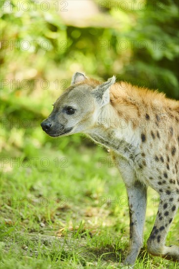 Spotted hyena