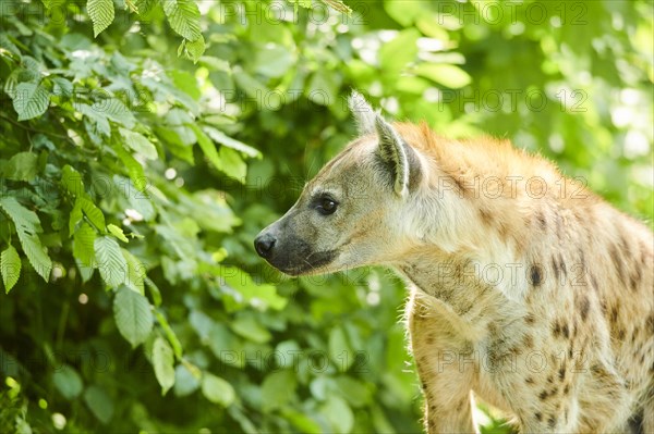 Spotted hyena