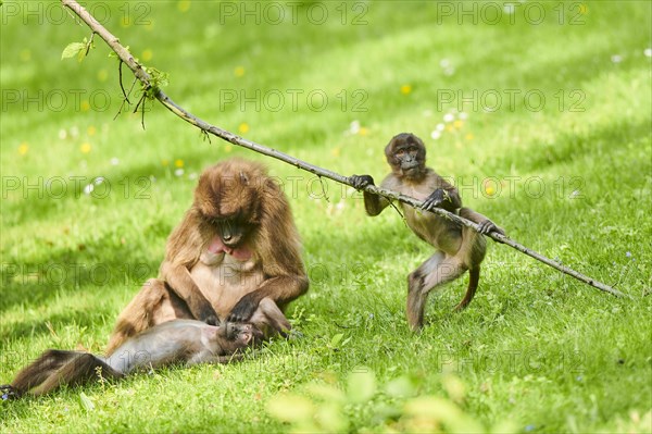 Gelada