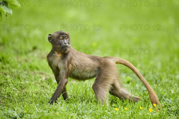 Gelada