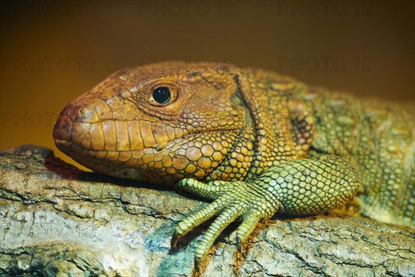 Simony's giant lizard