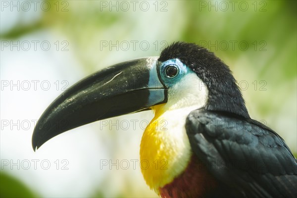 Channel-billed toucan