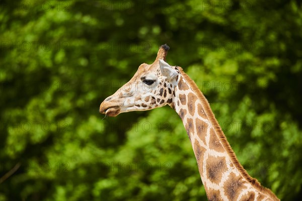 Reticulated giraffe