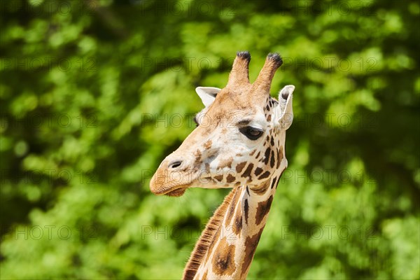 Reticulated giraffe