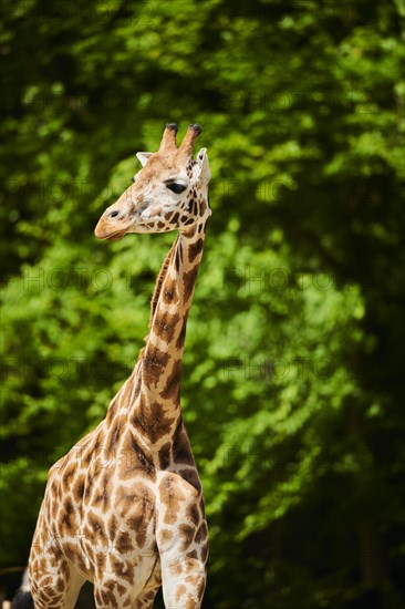 Reticulated giraffe