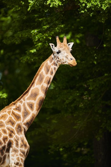 Reticulated giraffe