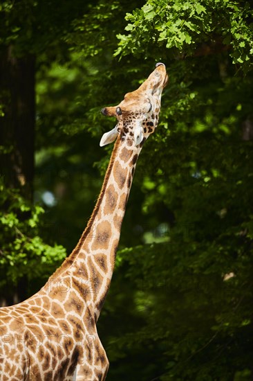 Reticulated giraffe