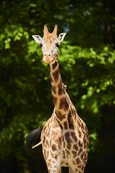 Reticulated giraffe