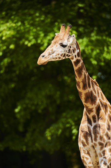 Reticulated giraffe