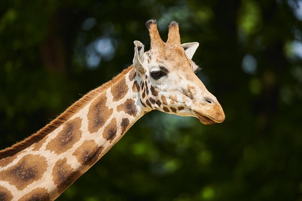 Reticulated giraffe