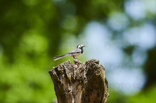 White wagtail