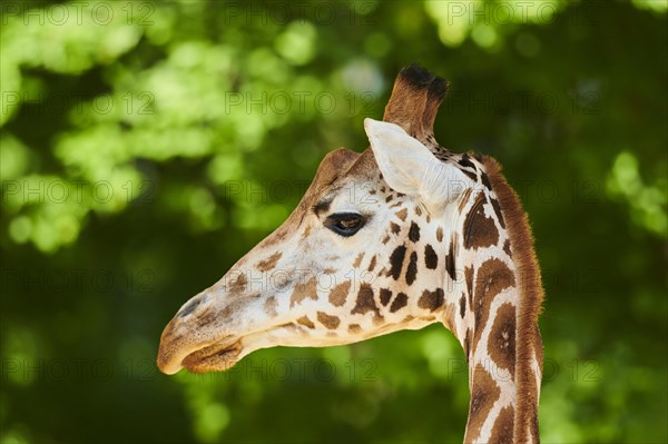 Reticulated giraffe