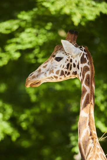 Reticulated giraffe