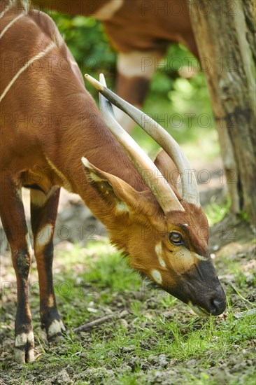 Lowland nyala