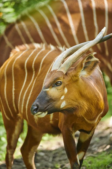 Lowland nyala