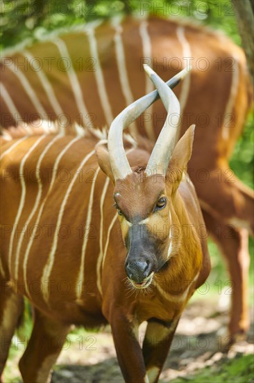 Lowland nyala