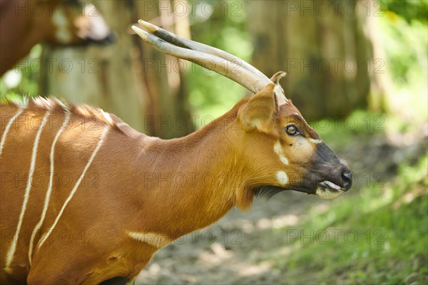 Lowland nyala