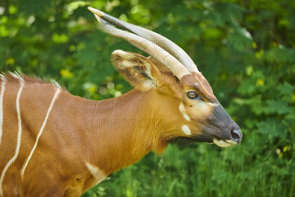 Lowland nyala