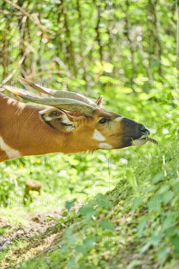 Lowland nyala