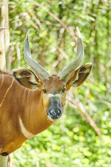 Lowland nyala