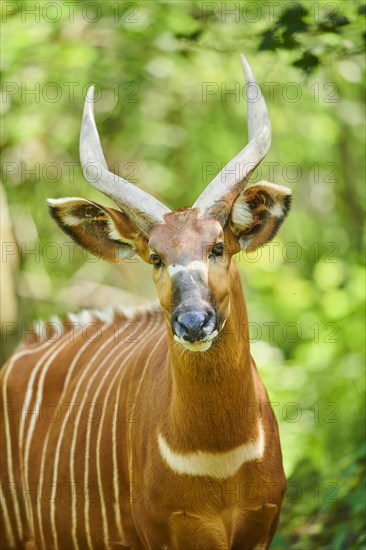 Lowland nyala