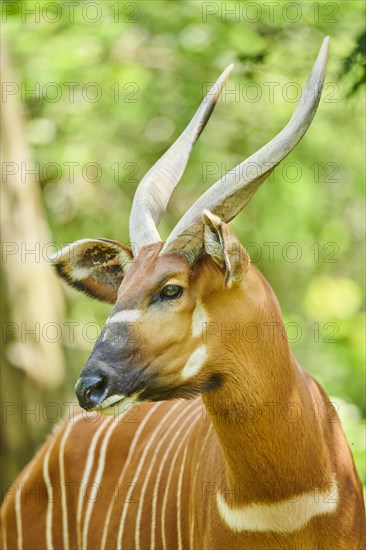 Lowland nyala