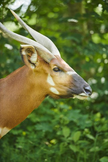 Lowland nyala