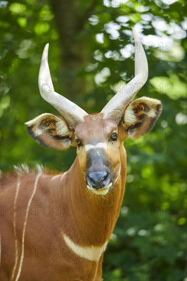 Lowland nyala