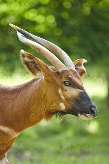 Lowland nyala