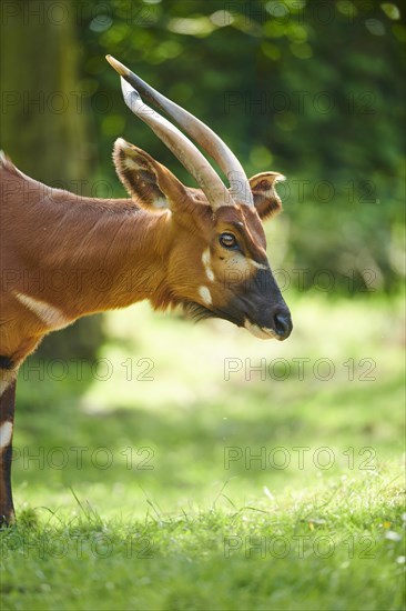 Lowland nyala