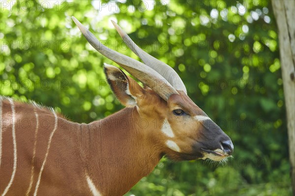 Lowland nyala