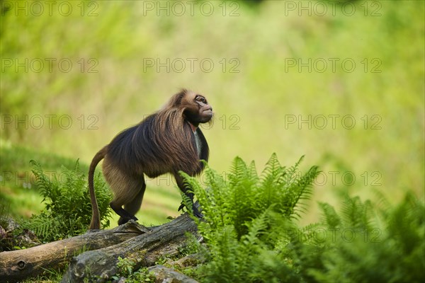 Gelada