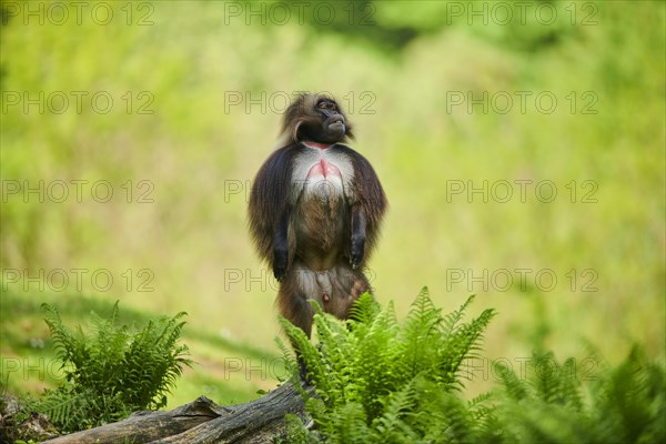 Gelada