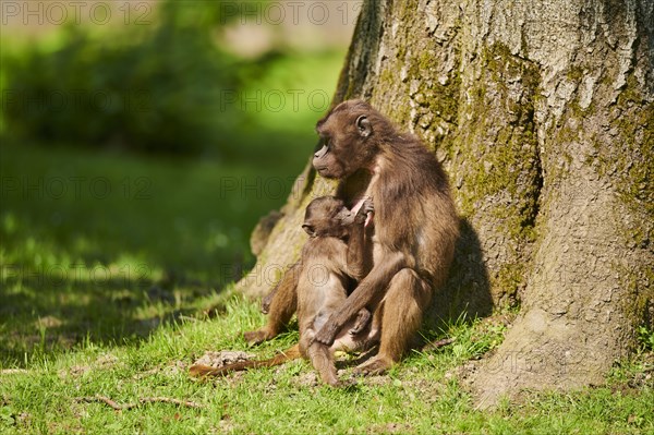 Gelada