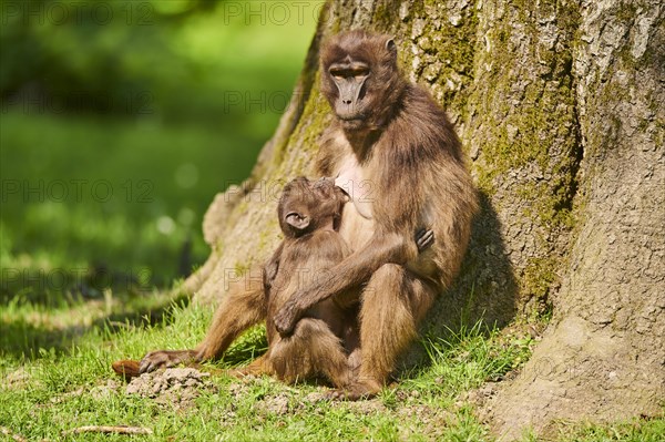 Gelada