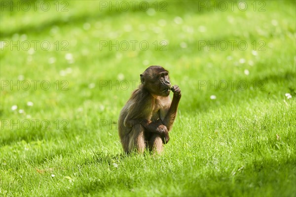 Gelada