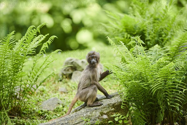 Gelada