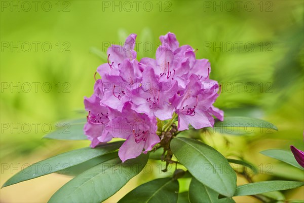 Catawba rosebay