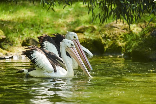 Australian pelicans