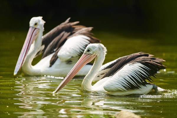 Australian pelicans