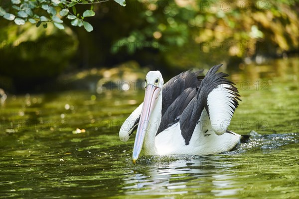 Australian pelican