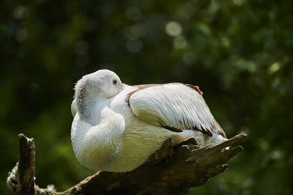 Australian pelicans