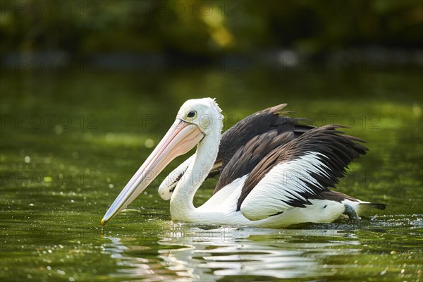 Australian pelican