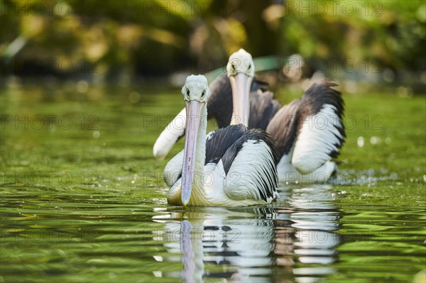 Australian pelicans